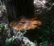Zottiger Schillerporling, Foto 15