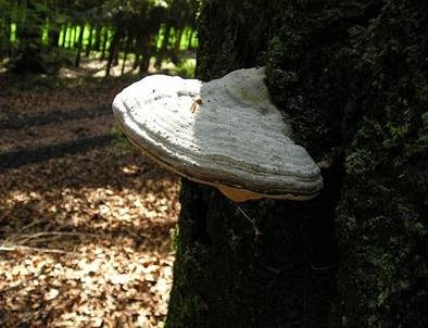 Zunderschwamm, Foto 3