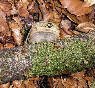 Zunderschwamm, Foto 4