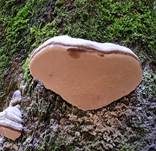 Zunderschwamm, Foto 6