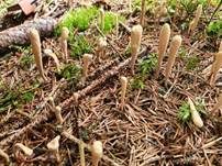 Zungenkeule, Foto 29