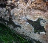 Zusammenfließender Reibeisenpilz, Foto 12