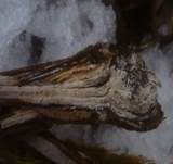 Zusammenfließender Reibeisenpilz, Foto 15