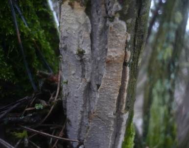 Zusammenfließender Reibeisenpilz, Foto 5