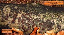 Zusammengedrängte Kohlenbeere, Foto 7