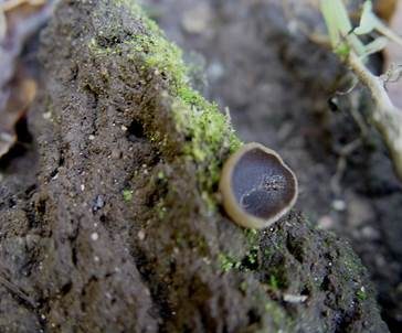 Zweifarbiger Becherling, Foto 3