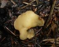 Zweifarbiger Becherling, Foto 5