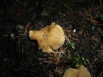 Zweifarbiger Becherling, Foto 6