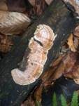 Zweifarbiger Knorpelporling, Foto 13