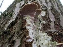 Zweifarbiger Knorpelporling, Foto 8