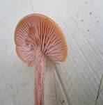 Zweifarbiger Lacktrichterling, Foto 27