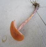 Zweifarbiger Lacktrichterling, Foto 28
