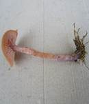 Zweifarbiger Lacktrichterling, Foto 30