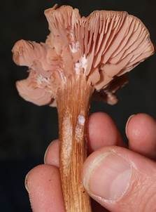 Zweifarbiger Lacktrichterling, Foto 6