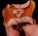 Zweifarbiger Lacktrichterling, Foto 10
