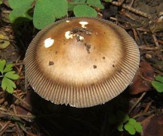 Zweifarbiger Scheidenstreifling, Foto 2