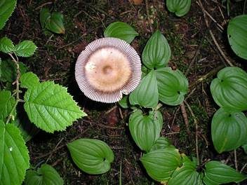 Zweifarbiger Scheidenstreifling, Foto 3