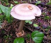 Zweifarbiger Scheidenstreifling, Foto 14