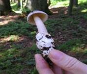 Zweifarbiger Scheidenstreifling, Foto 15