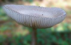Zweifarbiger Scheidenstreifling, Foto 18