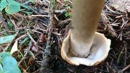 Zweifarbiger Scheidenstreifling, Foto 19