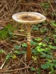 Zweifarbiger Scheidenstreifling, Foto 23