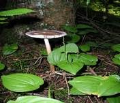 Zweifarbiger Scheidenstreifling, Foto 25