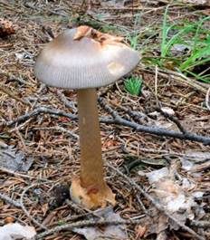 Zweifarbiger Scheidenstreifling, Foto 6