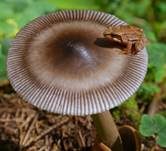 Zweifarbiger Scheidenstreifling, Foto 9
