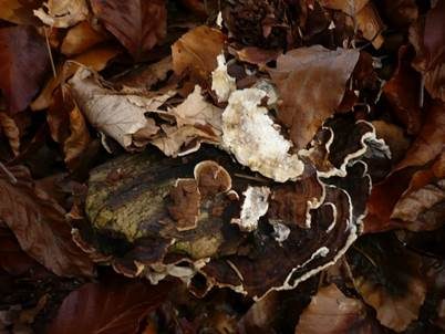 Zweifarbiger Schichtpilz, Foto 2