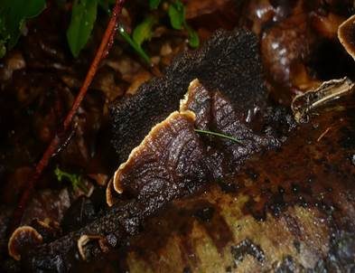 Zweifarbiger Schichtpilz, Foto 3