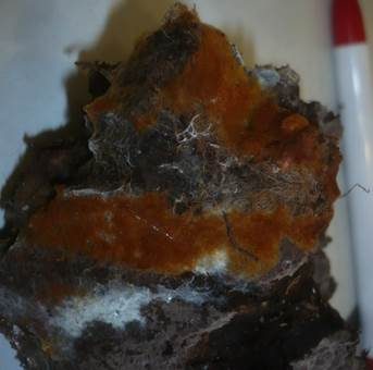 Braunfaseriges Filzgewebe, Foto 2