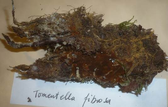 Braunfaseriges Filzgewebe, Foto 3