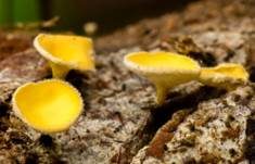 Zweifarbiges Haarbecherchen, Foto 6
