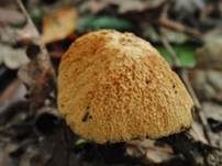 Zweisporiger Glockenschüppling, Foto 6