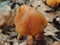 Zweisporiger Glockenschüppling, Foto 8