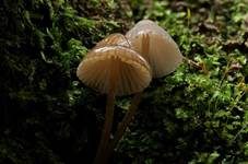 Zweisporiger Nitrathelmling, Foto 15