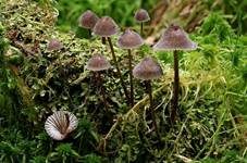 Zweisporiger Nitrathelmling, Foto 6