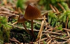 Zweisporiger Nitrathelmling, Foto 9