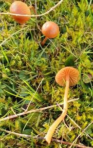 Zweisporiger Winterhäubling, Foto 6