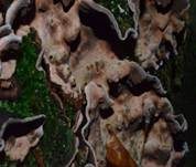 Braunfilziger Schichtpilz, Foto 16