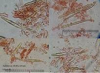 Braunfilziger Schichtpilz, Foto 20