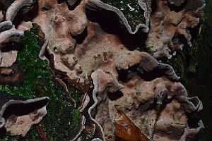 Braunfilziger Schichtpilz, Foto 1