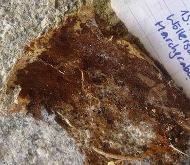 Braunflaumiges Filzgewebe, Foto 2