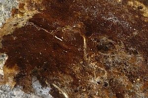 Braunflaumiges Filzgewebe, Foto 1