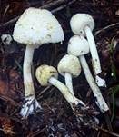 Zwiebelfüßiger Faltenschirmling, Foto 6