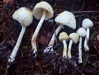 Zwiebelfüßiger Faltenschirmling, Foto 8