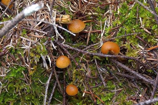 Braunfüßiger Häubling, Foto 3