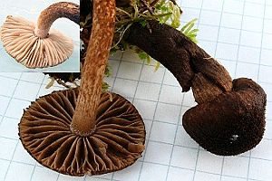 Braungebuckelter Risspilz, Foto 1