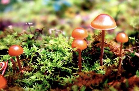 Braungeriefter Häubling, Foto 2